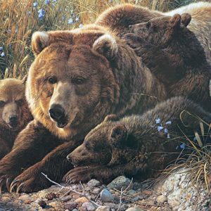 Cobble Hill / Outset Media XXL Teile - Grizzly Family 350 Teile Puzzle Cobble-Hill-54624
