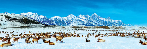 Master Pieces Elk Refuge 1000 Teile Puzzle Master-Pieces-72064